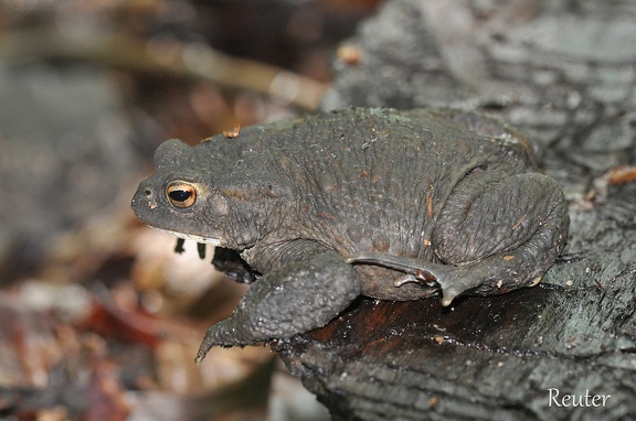 Erdkröte (Bufo bufo bufo)